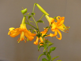 Foto: Dr. Peter Müller